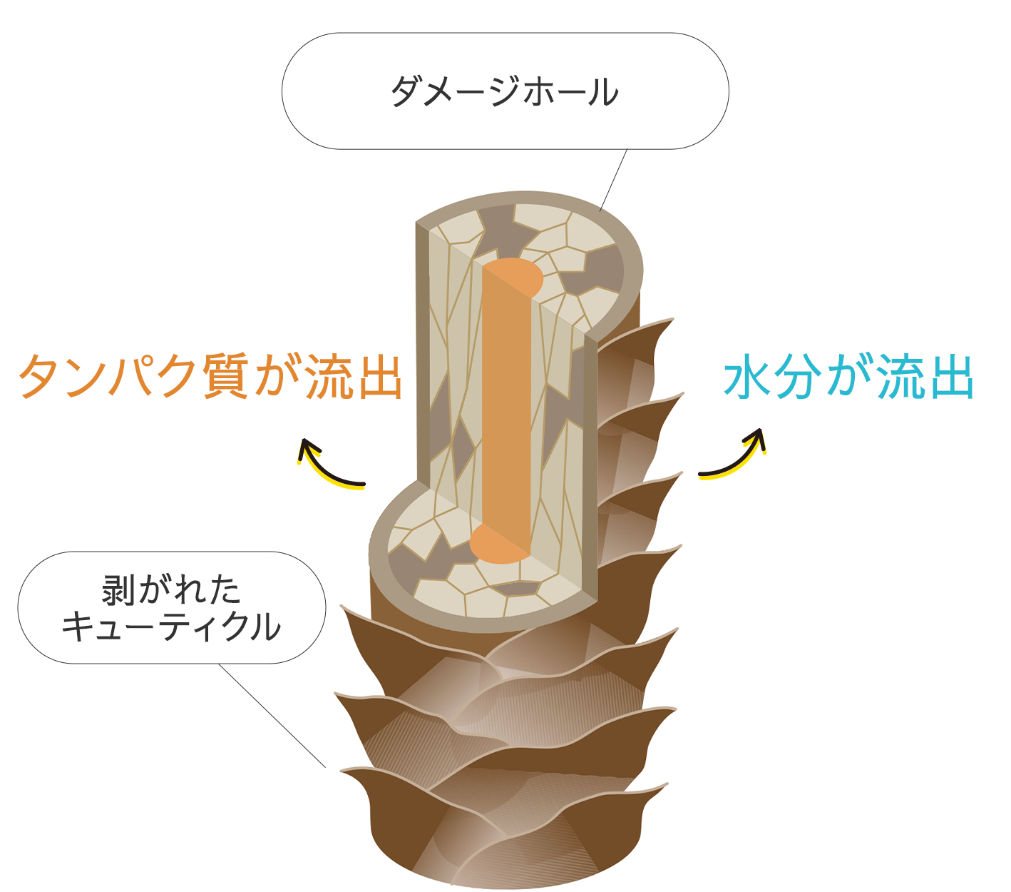 傷んだ毛髪