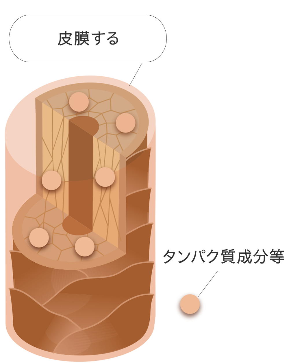 一般的なトリートメントの図表